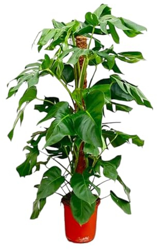 La Green Touch - Monstera Pertusum - 120 cm - ø24 - Plante d'intérieur - Pot 24cm, Hauteur 120 cm