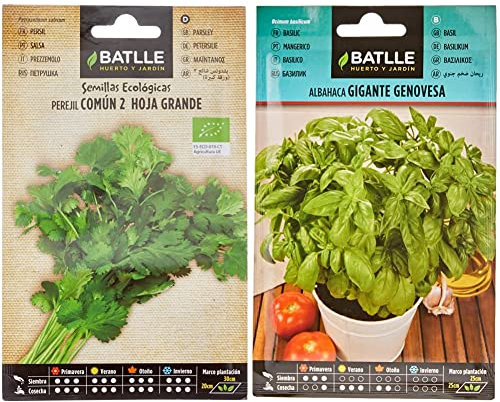 Perejil Común 2 (hoja grande) - ECO & Albahaca GIGANTE Genovesa, Color Verde