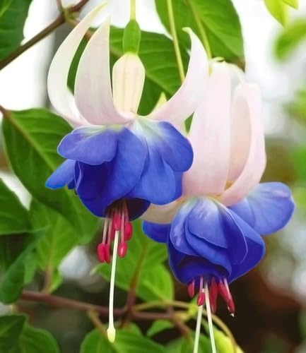 BALDUR Garten 6x Winterharte Fuchsie Blue Sarah, Pflanzen im 9x9 cm-Topf | echte Rarität wegen ihrer blauen Farbe, halbschattiger bis schattiger Standort, sehr blühfreudig & winterhart bis -5 °C