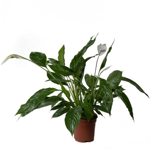 Espatifilo Natural en Maceta Spathiphyllum Vivo de Fácil Cuidado