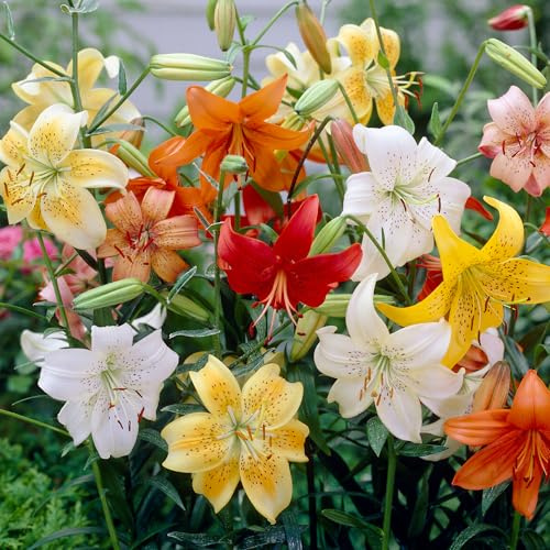 Colección de Bulbos de Lirio Asiático - Pack Mixto de Flores de Verano para Jardín - Bulbos para Plantar en Primavera (20 Unidades)