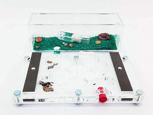 ANTHILLSHOP Ant Farm - Ameisenfarm 15x15cm mit Deckel | Schaumstoff-Feuchtigkeitssystem | Free Ameisen enthalten