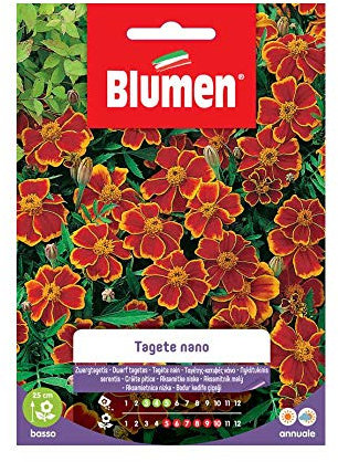 SEMI TAGETE NANO DAINTY MARIETTA BLUMEN