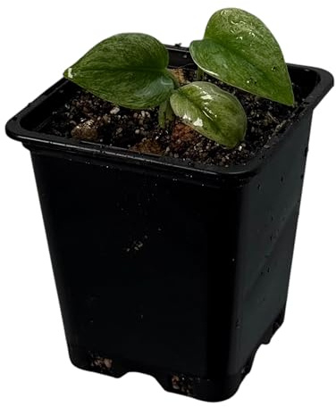 Scindapsus treubii ghost mint variegata – seltene Zimmerpflanze mit Panaschierung, Kletterpflanze für Moosstab und Rankstab, exklusive Indoor Jungle Sammlerpflanze für Wohnräume