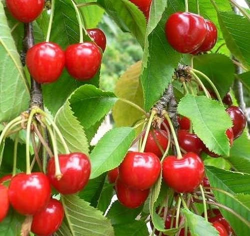 Stella Compact (S) Zwerg Süßkirsche Kirschbaum als kleinbleibender Buschbaum 110-140 cm