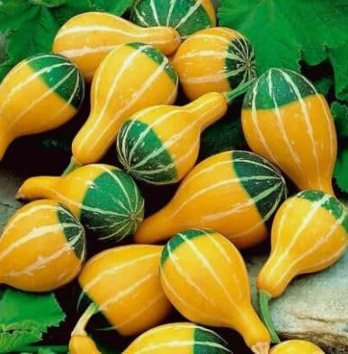 1 Pack of 15 SEEEDS Small Spoon - Ornamental Gourd Pumpkin - Cucurbita Pepo