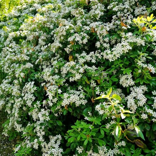 azahar Semillas de de balcón semillas naranja pradera exóticas perenne los amantes las jardín en el balcóns jardín en 150semillas