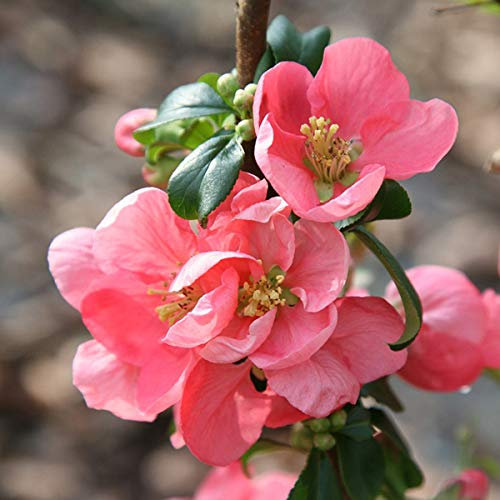 Chaenomeles Superba 'Pink Lady'- Cognassier du Japon 'Pink Lady' 30-40 cm en conteneur