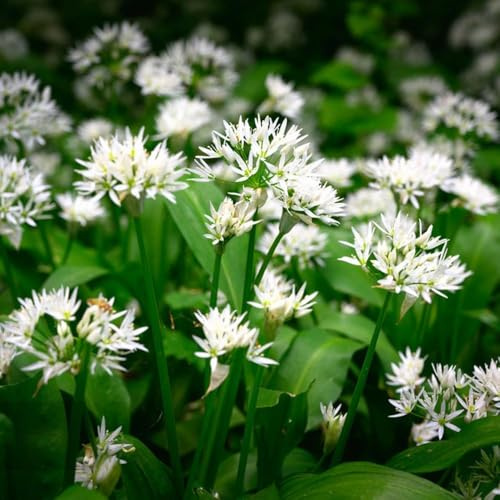 ajo silvestre - semillas perennes resistente, semillas de silvestres Decoración 500pcs