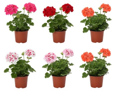 Pack Mediterráneo Verde | Pack de 6 Geranios Naturales en Maceta DECOALIVE | Seis Plantas de Geranio Pelargonium para Interior y Exterior