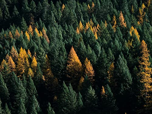 Puzzle 1000 Teile,herausforderndes Puzzle für Erwachsene und Kinder ab 14 Jahren-Wald, Nadelbäume, Luftaufnahme, Bäume 70x50cm
