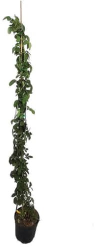 Planta natural Rosal Trepador, color Rosa, 150-160 cm. Planta trepadora con floración abundante, ideal para muros y pérgolas, con aroma y color vibrante. Segura Garden.