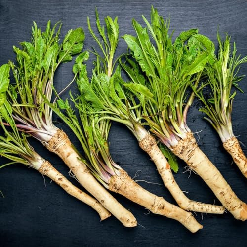 semi di rafano biologici - medicinali, balcone da balcone, orto da interno da cucina, 350pcs