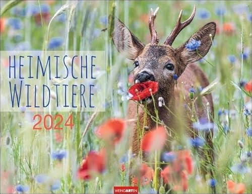 Heimische Wildtiere Kalender 2024. Von Igel bis Wildschein: Naturkalender im Großformat mit heimischen Tieren. Posterkalender für Tierfreunde. Hochwertiger großer Wandkalender.