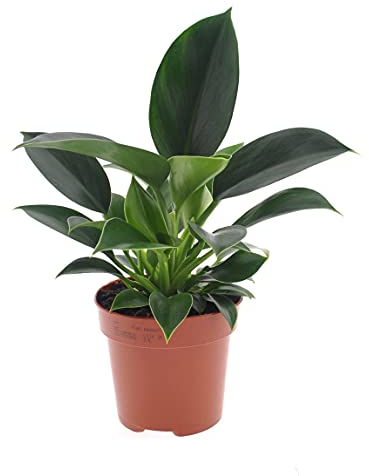 Plant in a Box - Filodendro - Philodendron 'Green Princess' - Pianta da appartamento - Vaso 12cm - Altezza 20-30cm - Piante verdi