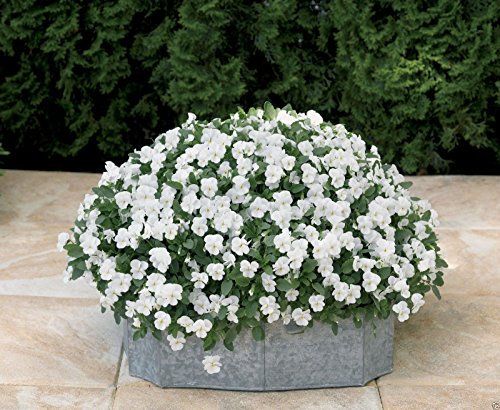 100 Semi Viola cornuta Semi - Perfection Bianco - Grande nel cesto appeso, e Gartenbett