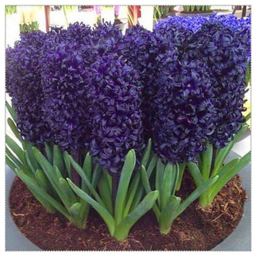 Perennial, Brilliant Hyacinths Bulbs,for Stunning Garden Displays-2 Bulbs-B