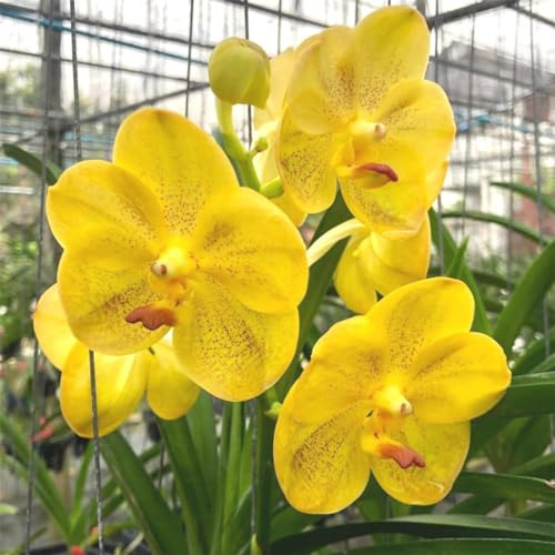 Cymbidium rizomi, colibrì orchids, rizomi di qualità, rizomi resistenti all'inverno, rizomi di orchidea cymbidium 10cipolla-G