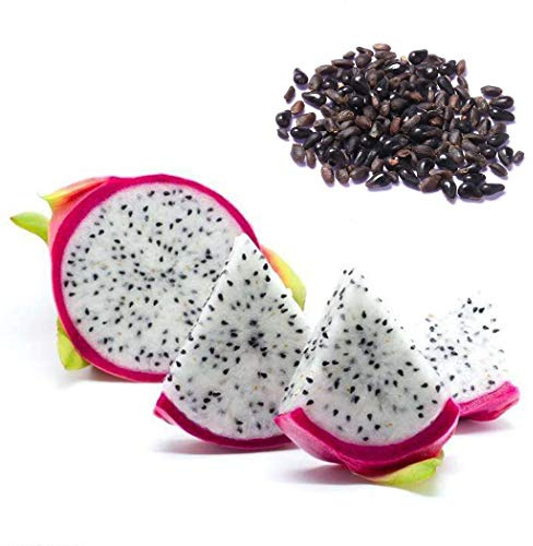 20 Samen Drachenfrucht Kaktus, frisches Saatgut Pitahaya, Pitaya, Dragon Fruit, Selenicereus undatus, schnellwüchsige Kakteen, Obst, mehrjährig, essbares süßes Fruchtfleisch, exotische Samen