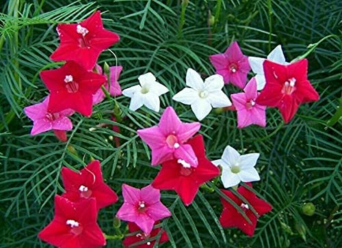 280 Seeds of Ipomoea Pennata Cypress Vine Mix