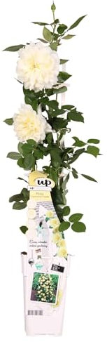 Rosier vanille blanc - ↨65cm - Ø15 - arbuste fleuri