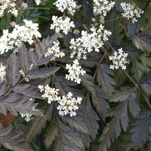 Plant World Seeds - Anthriscus Sylvestris 'Ravenswing' Seeds (Perennial Flower Seeds)