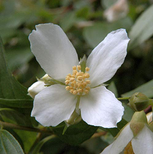 Gartenjasmin Lemoinei 80-100cm - Philadelphus - lebende Gartenpflanze aus den Baumschulen