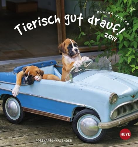 Tierisch gut drauf Postkartenkalender - Kalender 2019