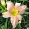 Hemerocallis bulbos,azucenas plantas,bulbos de azucenas olorosas,Flores perennes,azucenas bulbo blanco,Plantas de interior al aire libre,Excelente efecto ornamental,Fragante.-3bulbos-D