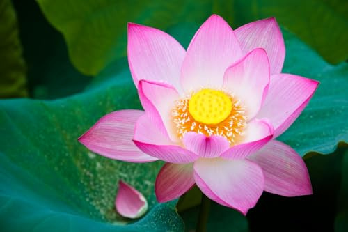 10 Samen Lotosblume – Nelumbo nucifera | Indische Wasserpflanze für Teich, Garten & Kübel | Blüht exotisch & elegant