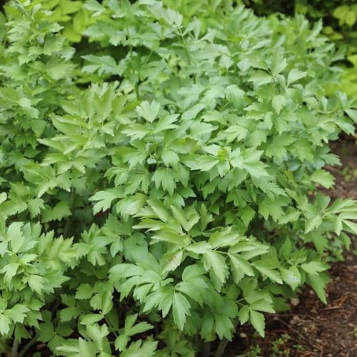 Plant Theory 9cm Pot Lemon Balm Herb Plant Melissa Officinalis