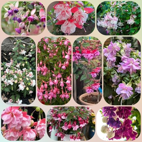 Fuchsien, balkongewächshäuser garten blumendeko steingartenpflanzen winterhart gartendeko für draußen geschenke für gartenliebhaber seltene 125Samen