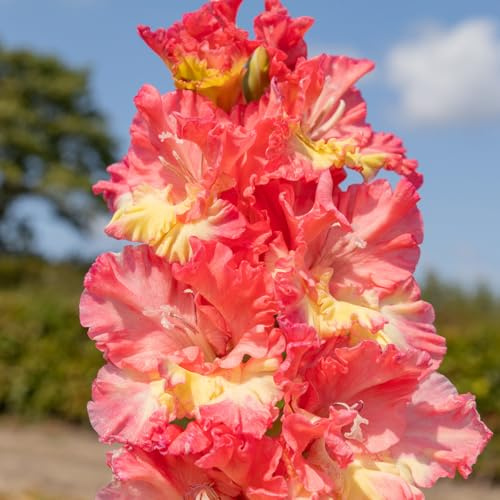 Gladiole Mango Muse | 10 Stück | Knolle | Schnittblume | Gelb | Orange | 100% Blütegarantie | QFB Gardening