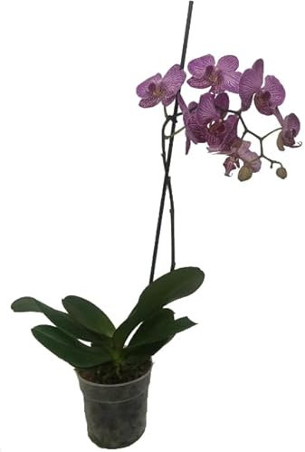 Orquídea Mariposa Natural Planta Exótica para un Rincón Especial