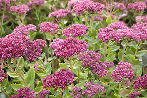 Sedum telephium 'Herbstfreude' – Winterhart, Mehrjährig, Pflegeleicht – Fetthenne – Staude für Beet & Steingarten