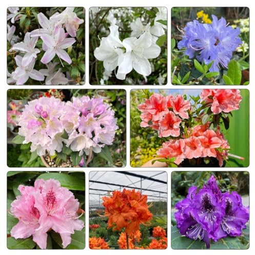 Azalea, rododendro in vaso per l'arredamento dell'ufficio tappezzanti decorazione del soggiorno raro giardino roccioso decorazioni giardino per esterni balcone 300semi
