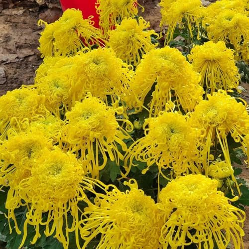 semillas de crisantemo - crisantemos Decoraciones jardines exteriores crisantemo de silvestres exóticas balcón originales 750semillas