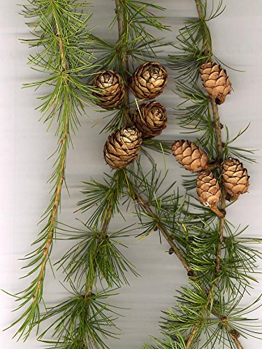 Europäische Lärche (Larix decidua) 50 Samen (Heimischer Baum - Winterhart) Auch Bonsai geeignet<