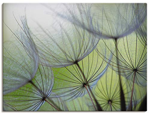 ARTLAND Wanddeko Leinwand Bilder Wandbild 60x45 cm Pusteblumen Natur Botanik Blumen Modern Kunst Abstrakt T5PP