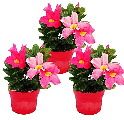 Exotenherz - Dipladenia - Chilenischer Jasmin - 10cm Topf - Set mit 3 Pflanzen - rosa