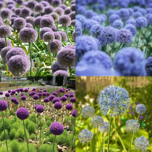 bulbos allium - bulbos ornamentales, perennes resistentes, perennes resistentes puerro gigante jardin 12pcs