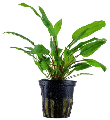 WASSERPFLANZEN WOLFF - Grüner Wasserkelch/Cryptocoryne wendtii 'Green' – | Robuste, anspruchslose Anfänger-Rosettenpflanze für Vorder- und Mittelgrund | Wurzelzehrer | dichte, buschige Bestände