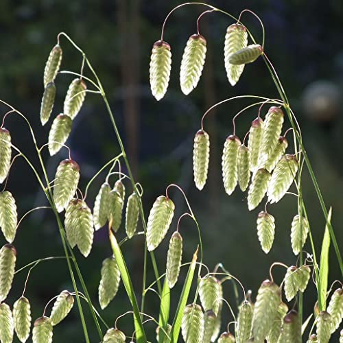 Briza Maxima Greater Quaking Ornamental Grass Plug Plant (3)
