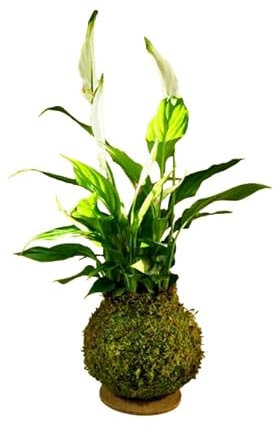 Kokedam Spathiphyllum| DECOALIVE | Maceta Musgo Natural |Espatifilo