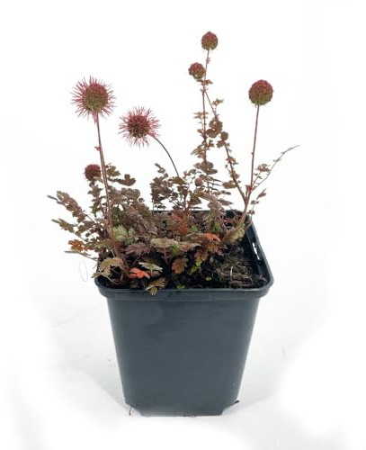 12 Stück Acaena microphylla von Intragarten | braunrotes Stachelnüsschen Kupferteppich | winterharter Bodendecker im 9cm Topf gewachsen