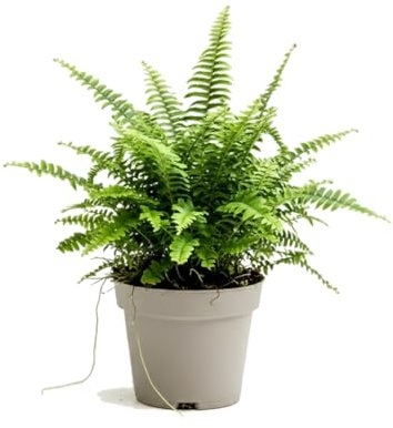 DECOALIVE Helecho de Boston Nephrolepis Exaltata - Helecho Frondoso para Oficina - Maceta 17 cm Diámetro - Altura 50 cm