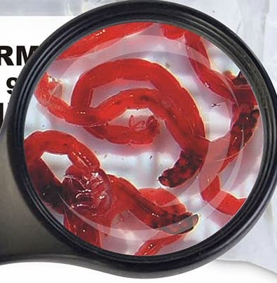 Lebendfutter SAHAWA Fischfutter Verschiedene Sorten zur Auswahl 45ml oder 90 ml (Jumbo mückenlarven 90 ml)