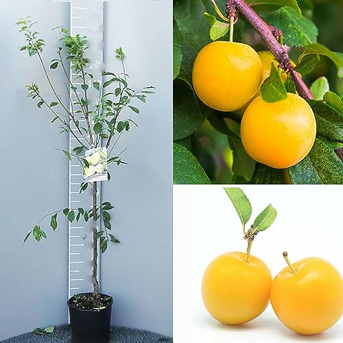 SAVINI VIVAI Pflaumenbaum Regina Claudia Obstpflanzen Baum im Topf 22-24 cm 2-3 Jahre Höhe 130-150 cm Hergestellt in Italien