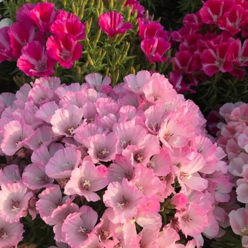 semillas de azalea de verano resistentes al aire libre azalea verano jardín, macizo con orgánicas Decoración jardín para exteriores, 350pcs