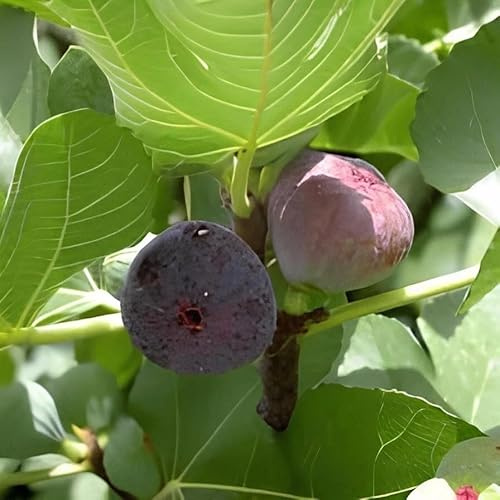 PIANTA DA FRUTTO FICO REGINA in vaso 20 età 2/3 anni